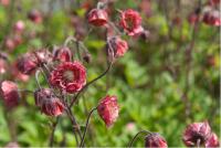 Geum 'Bell Bank' (6457_0.jpg)