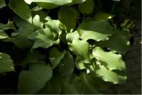 Hosta 'Harry van der Laar' (6484_0.jpg)