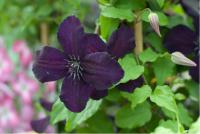 Clematis 'Dark Eyes' (6496_0.jpg)