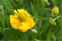 Helenium 'Double Trouble' (6514_0.jpg)