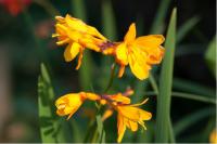 Crocosmia 'Columbus' (6665_0.jpg)