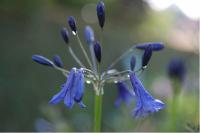 Agapanthus 'Midnight Dream' (6690_0.jpg)