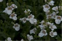 Diascia 'Snow' (6708_0.jpg)