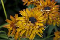 Rudbeckia hirta 'Autumn Colors' (6722_0.jpg)