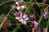 Gaura lindheimeri 'Rosyjane' (6735_0.jpg)