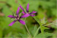 Geranium x oxonianum 'Catherine Deneuve' (6736_0.jpg)