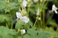 Geranium macrorrhizum 'White Ness' (6738_0.jpg)