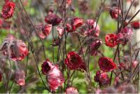 Geum 'Flames of Passion' (6747_0.jpg)