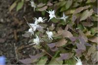 Epimedium grandiflorum 'Elfenkönigin' (6759_0.jpg)