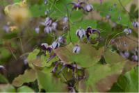 Epimedium acuminatum 'Night Mistress' (6761_0.jpg)