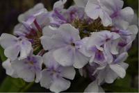 Phlox 'Lavendelwolke' (676_0.jpg)
