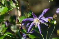 Clematis 'Queen of Holland' (6803_0.jpg)