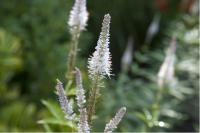 Veronicastrum virginicum 'Tante Bertha' (6869_0.jpg)