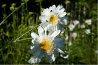 Leucanthemum 'Sunny Side Up' (6926_0.jpg)