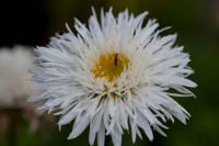 Leucanthemum 'Aglaia' (6928_0.jpg)