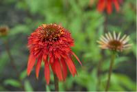 Echinacea 'Hot Papaya' (6938_0.jpg)