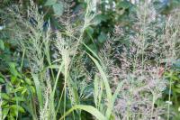 Calamagrostis 'Mona' (6948_0.jpg)