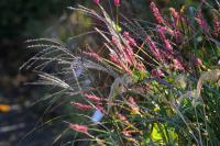 Miscanthus sinensis 'Purple Fall' (6949_0.jpg)