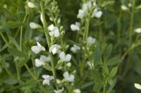 Baptisia australis 'Alba' (6951_0.jpg)