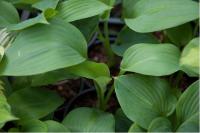 Hosta 'Empress Wu' (6960_0.jpg)