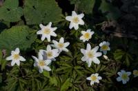 Anemone nemorosa 'Tinney's Blush' (7003_0.jpg)