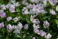 Anemone nemorosa 'Cedric's Pink' (7004_0.jpg)