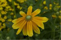 Rudbeckia hirta 'Prairie Sun' (7064_0.jpg)