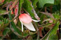 Begonia 'Summerwings Vanilla' (7076_0.jpg)