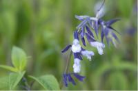 Salvia 'Phyllis Fancy' (7086_0.jpg)