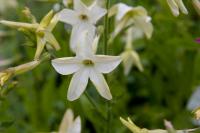 Nicotiana 'Fragrant Cloud' (7244_0.jpg)