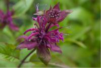 Monarda 'On Parade' (7246_0.jpg)