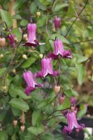 Clematis 'Queen Mother' (7300_0.jpg)