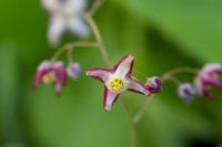 Epimedium x rubrum 'Galadriel' (7383_0.jpg)