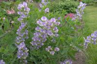 Baptisia 'Starlite Prairieblues' (7392_0.jpg)