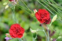 Dianthus 'Old Red Clove' (7411_0.jpg)