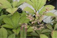 Rodgersia henrici (750_0.jpg)