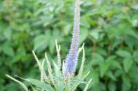 Veronicastrum virginicum 'Temptation' (7619_0.jpg)