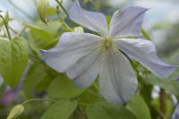 Clematis 'Dutch Sky' (7665_0.jpg)