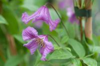 Clematis 'Heather Herschell' (7667_0.jpg)