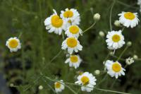 Anthemis 'Susanna Mitchell' (7725_0.jpg)