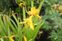 Crocosmia 'John Boots' (7732_0.jpg)