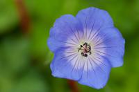 Geranium 'Azure Rush' (7754_0.jpg)