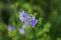 Polemonium 'Northern Lights' (7761_0.jpg)