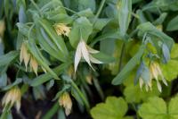 Uvularia sessilifolia (7775_0.jpg)