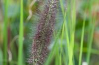 Pennisetum alopecuroides 'Red Head' (7781_0.jpg)