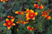 Bidens triplinervia 'Hawaiian Flare Orange Yellow Brush' (7788_0.jpg)