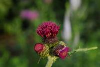 Cirsium rivulare 'Atropurpureum' (7830_0.jpg)