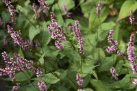 Persicaria amplexicaulis 'Early Pink Lady' (7856_0.jpg)