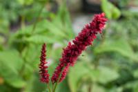 Persicaria amplexicaulis 'Fat Domino' (7857_0.jpg)