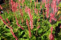 Persicaria amplexicaulis 'Orange Field' (7865_0.jpg)